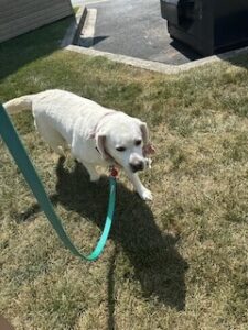 Yellow Labrador Retriever