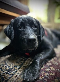 Black Labrador Retriever