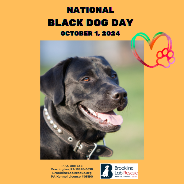 black Labrador Retriever, black dog syndrome, reasons to adopt a black dog