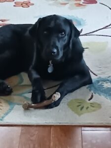 black labrador retriever