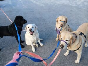 black labrador retriever