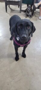 Black Labrador Retriever