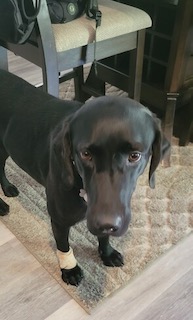 Black Labrador Retriever