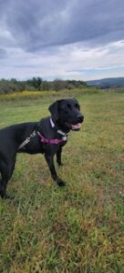 Black Labrador Retriever 