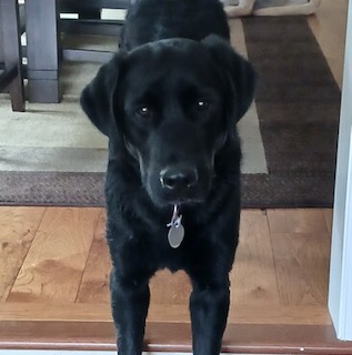 Black Labrador Retreiver