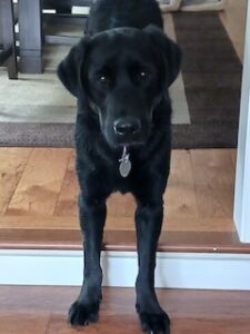 Black Labrador Retreiver