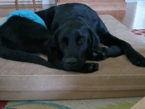 Black Labrador Retreiver