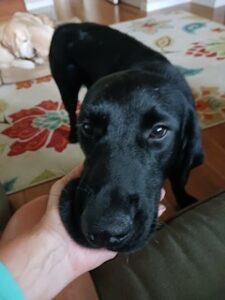 Black Labrador Retreiver