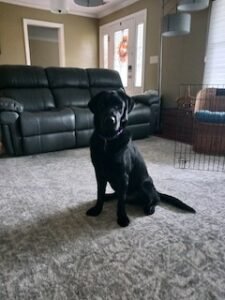 Black Labrador Retreiver