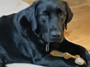 Black Labrador Retreiver