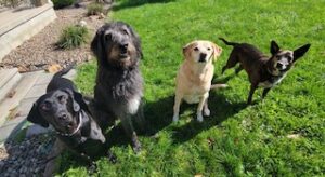 Black Labrador Retreiver