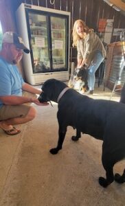 Black Labrador Retreiver