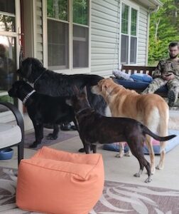 Black Labrador Retreiver