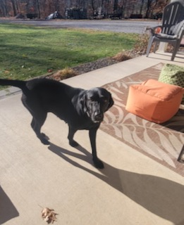 Black Labrador Retriever