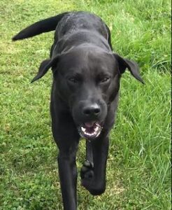 Black Labrador Retriever