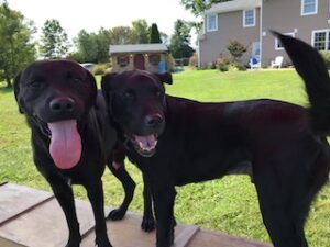 Black Labrador Retriever