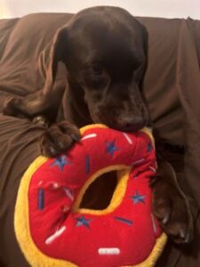 Chocolate Labrador Retriever