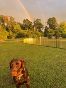 Chocolate Labrador Retriever