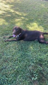 Chocolate Labrador Retriever