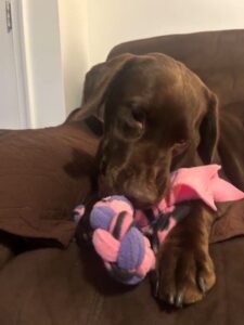 Chocolate Labrador Retriever