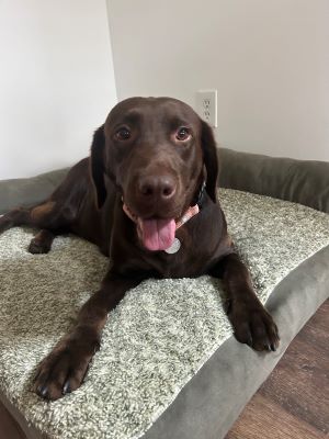 Chocolate Labrador Retriever