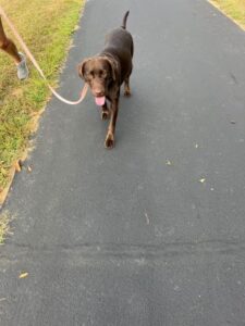 Chocolate Labrador Retriever