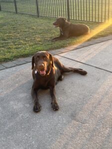 Chocolate Labrador Retriever