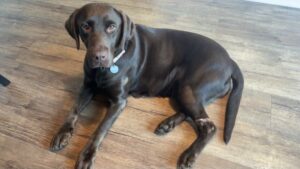 Chocolate Labrador Retriever