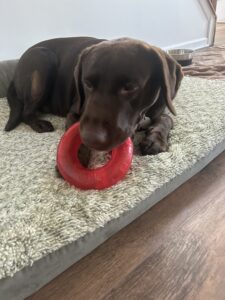 Chocolate Labrador Retriever