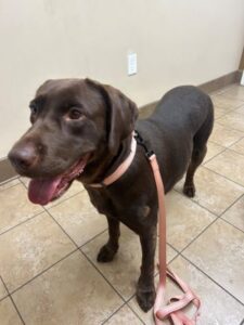 Chocolate Labrador Retriever