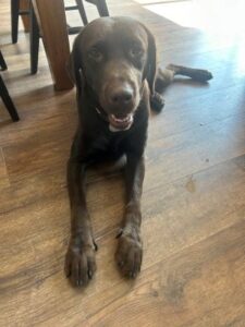 Chocolate Labrador Retriever