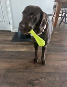 Chocolate Labrador Retriever