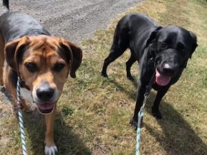 Black Labrador Retreiver 