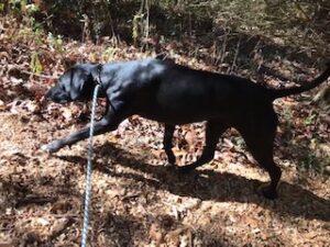 Black Labrador Mix