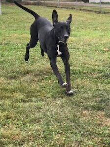 Black Labrador Retreiver Mix