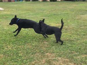 Black Labrador Retreiver 