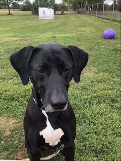 Black Labrador Retreiver Mix