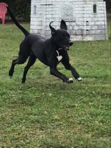 Black Labrador Retreiver Mix