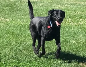 Black Labrador Retriever