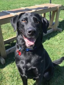 Black Labrador Retriever