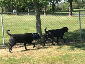 Black Labrador Retriever