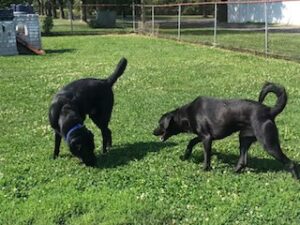 Black Labrador Retriever