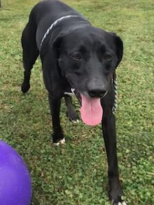 Black Labrador Retreiver Mix