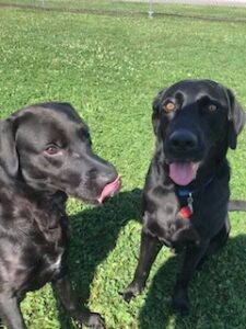 Black Labrador Retriever