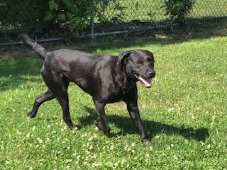 Black Labrador Retriever