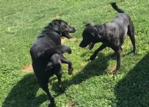 Black Labrador Retriever