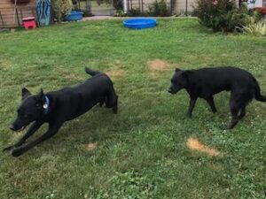 Black Labrador Retreiver 