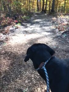 Black Labrador Mix