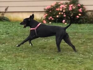 Black Labrador Pointer Mix