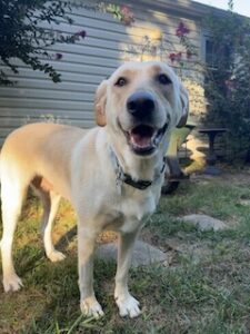 Yellow Labrador Retriever